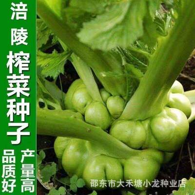 Authentic Fuling Pickled Mustard Seed Extra Large Pickled M