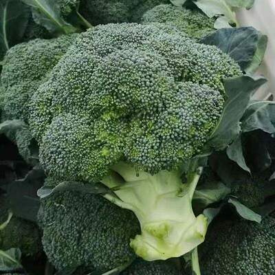 Xihua Seed Spring Flower Coconut Vegetable Seed Cold resist