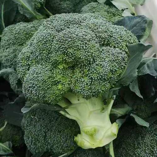 Xihua Seed Spring Flower Coconut Vegetable Seed Cold resist