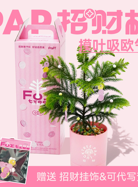 【新年礼物】PAP招财杉南洋杉盆栽礼盒好养桌面绿植情绪创意礼物
