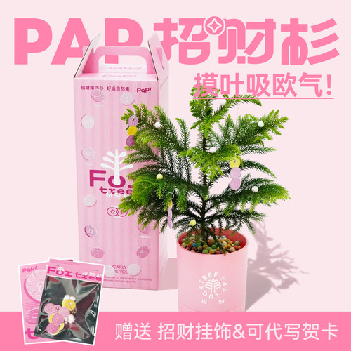 【旺财礼物】PAP招财杉南洋杉盆栽礼盒好养桌面绿植情绪创意礼物