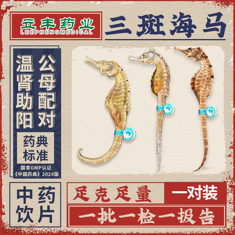 三斑海马干货中药材泡酒