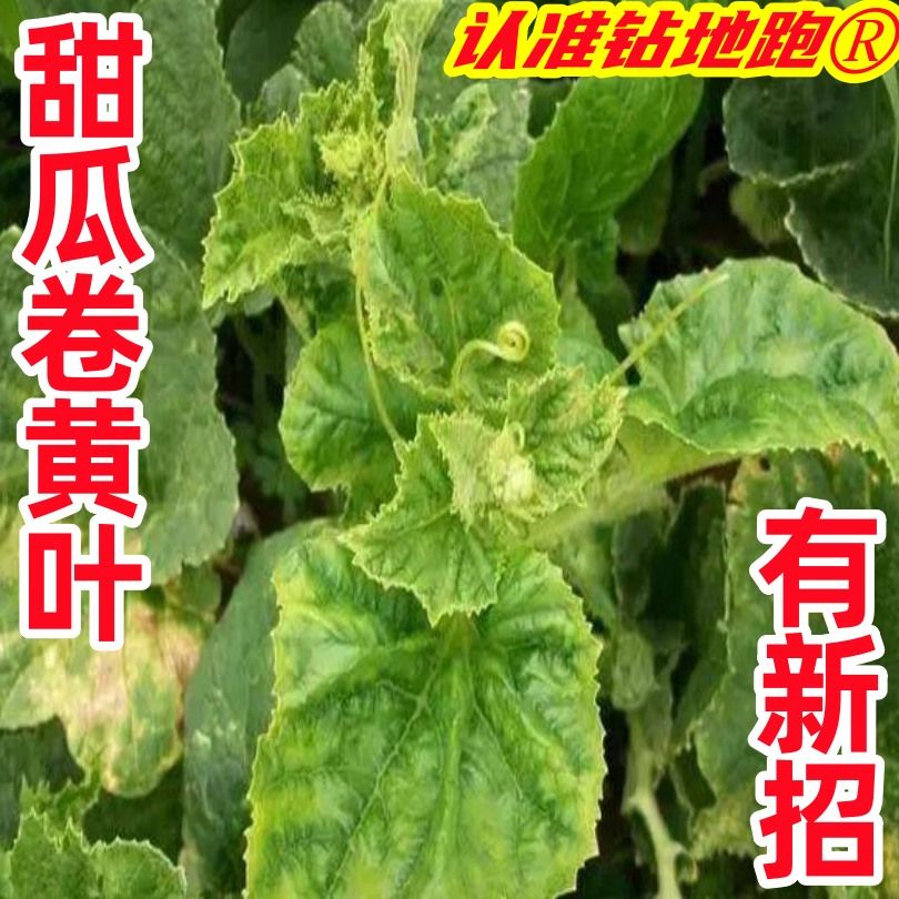 甜瓜病毒病黄叶病黄化病花叶病矮化小叶病膨大素增产专用新型肥料