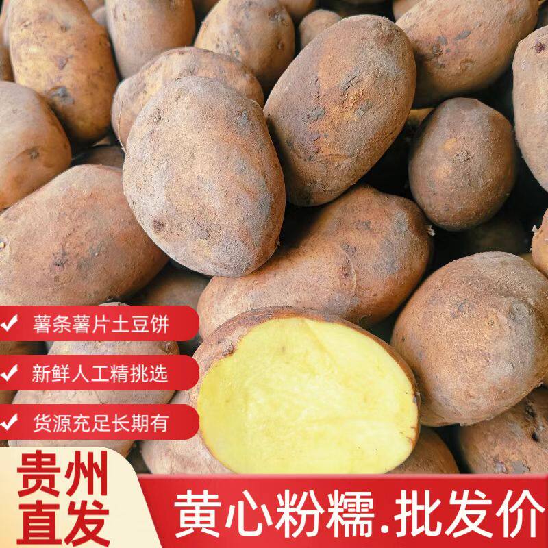 农家自种贵州威宁正宗黄心土豆新鲜现挖高山自种马铃薯