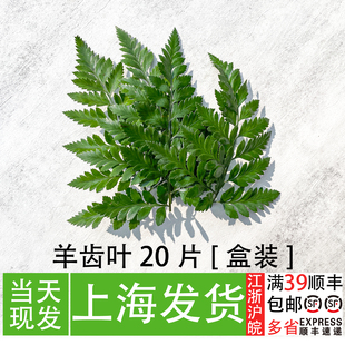 精品羊齿叶20片 高山羊齿叶 杨子叶 芒叶 餐厅厨师摆盘装饰花草