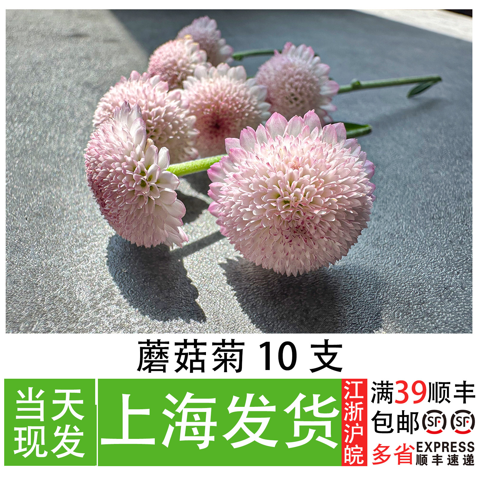 新鲜蘑菇菊10支 餐厅意境摆盘花草 刺身拼盘海鲜姿造装饰点缀