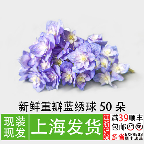 重瓣绣球花餐厅菜品摆盘装饰花草