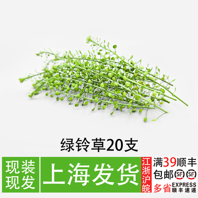 新鲜绿铃草20支蛋糕装饰叶子