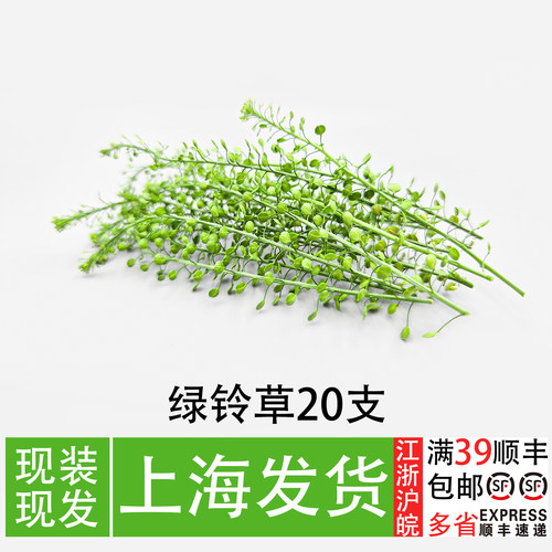 新鲜绿铃草20支蛋糕装饰叶子