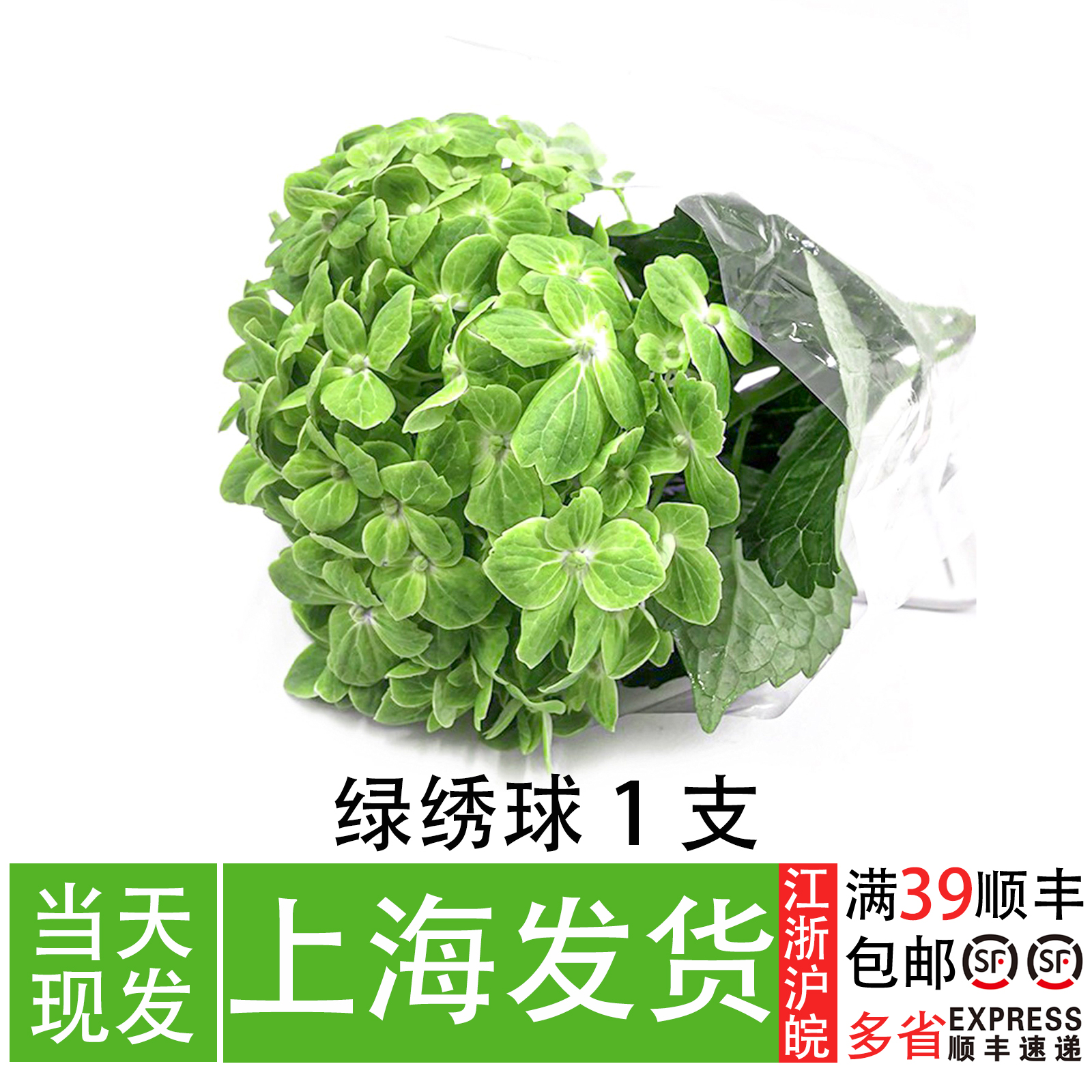 进口绿绣球摆盘装饰花草家庭摆放