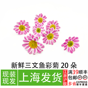 新鲜三文鱼彩菊20朵日料刺身装饰拼盘点缀菜品摆盘造景造型通用花