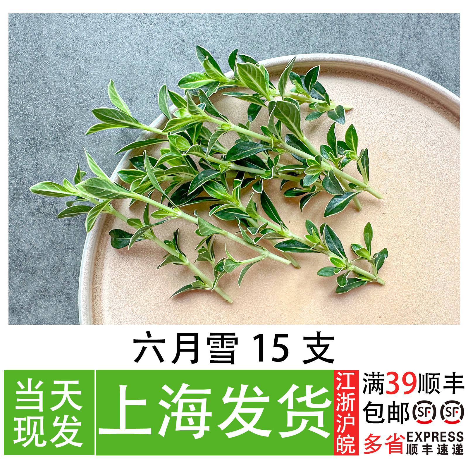 六月雪 碎叶冬青 烘焙糕点装饰叶 餐厅私房菜日料冷菜摆盘花草