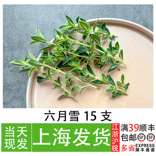 六月雪餐厅冷盘摆盘装饰美观