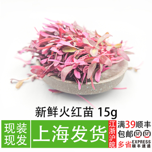 火红苗15g水培食用芽苗菜安曼红西餐摆盘装饰融合菜冷菜造型点缀