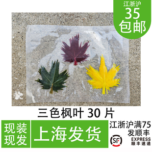 真空三色枫叶30片 日料刺身摆盘装饰海鲜姿造创意造型点缀