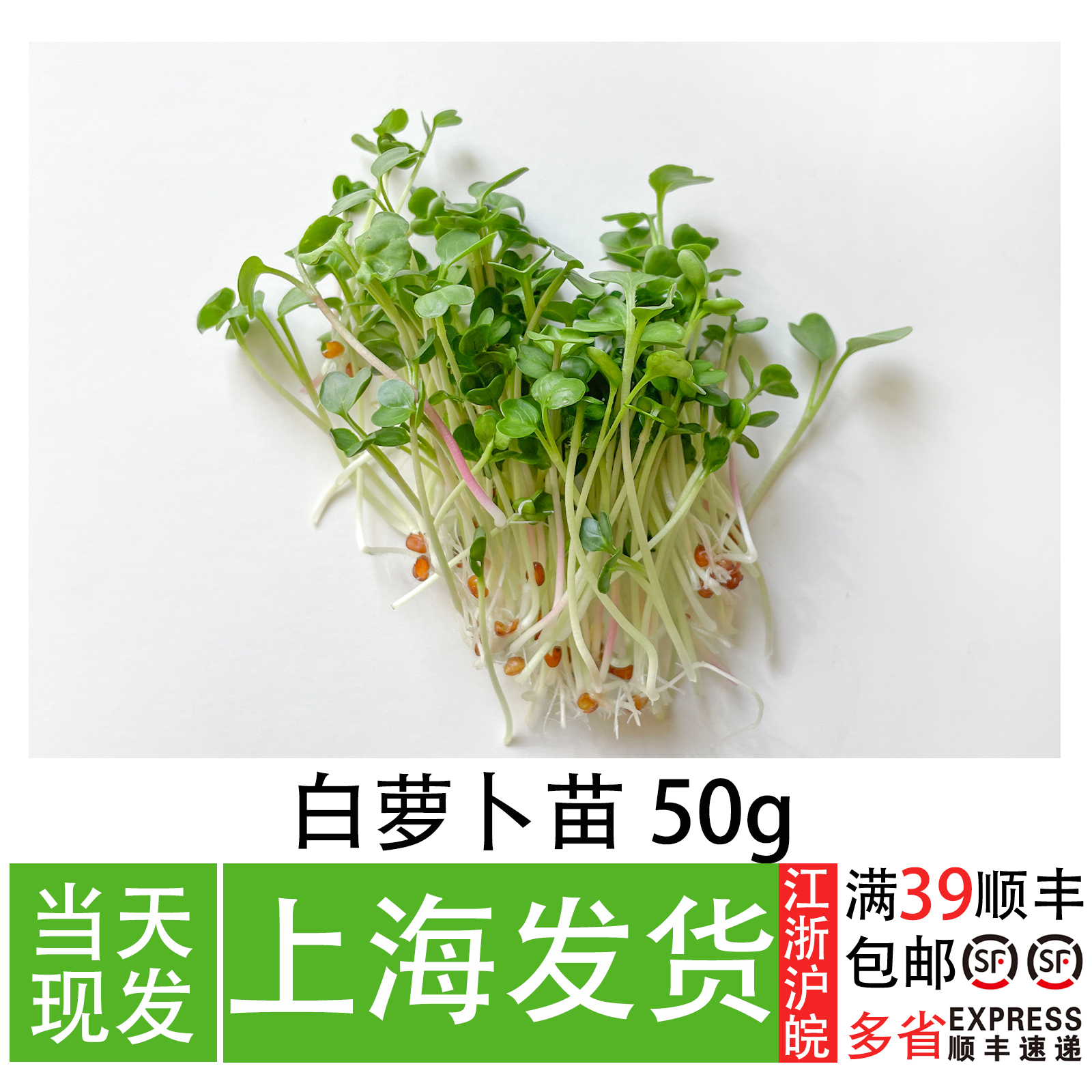 新鲜白萝卜苗可食用芽苗菜