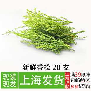 饰餐厅摆盘装 新鲜香松 小清新烘焙甜点装 饰草 饰花草香松 蛋糕装