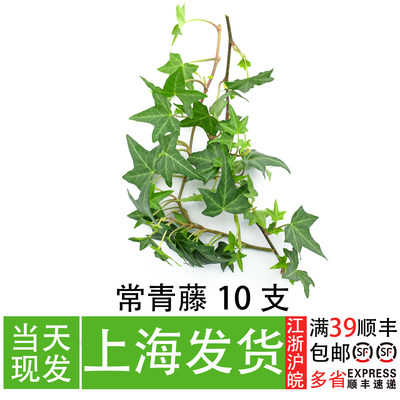 常青藤叶 净化空气 非长寿藤 餐厅摆盘花草 酒店私房菜菜品装饰