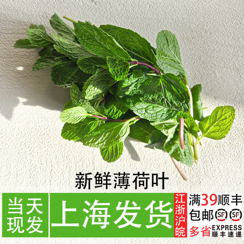 新鲜薄荷叶酒店餐厅调味香料