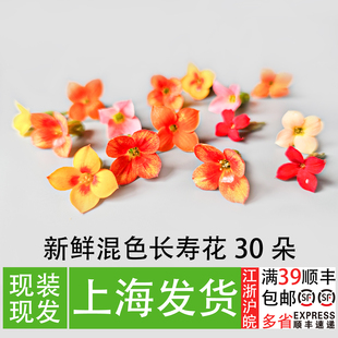 新鲜四星花长寿花混色30朵餐厅甜品装饰冷盘菜品造型摆盘点缀花草