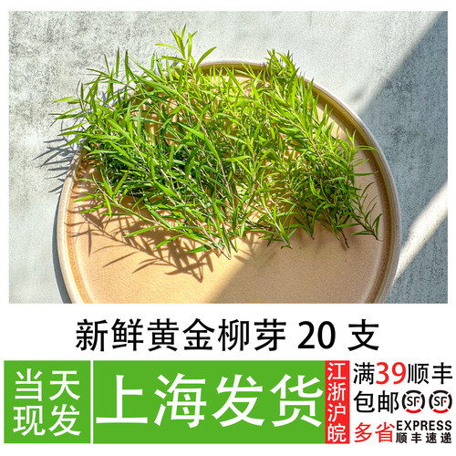 黄金柳芽日料刺身摆盘装饰