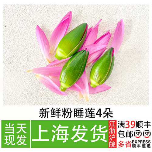 粉睡莲70片餐厅摆盘装饰花草