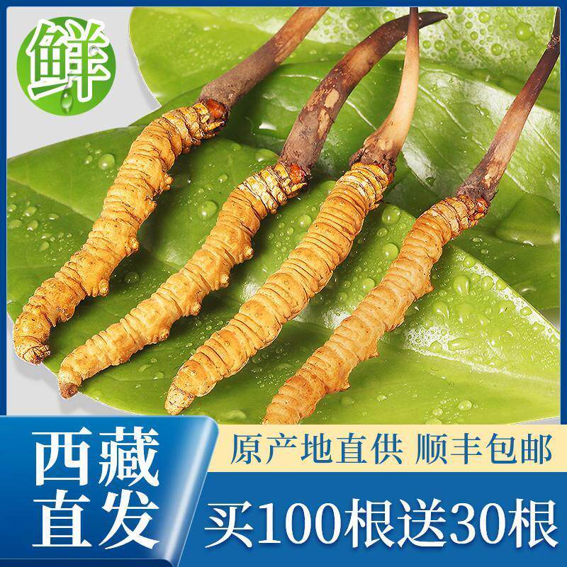 新2025新鲜头期X冬虫夏草鲜虫草礼盒装官方旗舰店正品滋补品鲜草