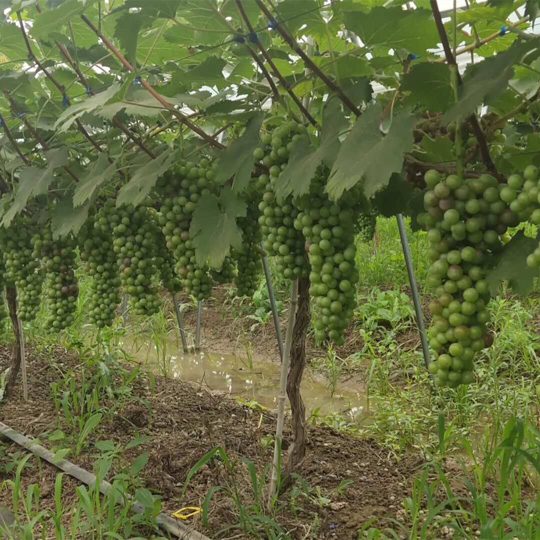 葡萄苗蓝宝石果树北方南方种植庭院爬藤地栽盆栽葡萄树苖当年结果
