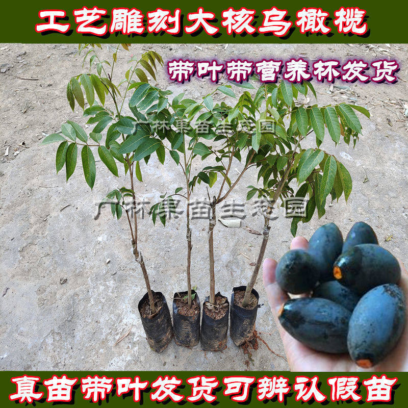黑橄榄苗工艺乌橄榄果树 嫁接雕刻黄青炸油忠果包邮南北方种植物