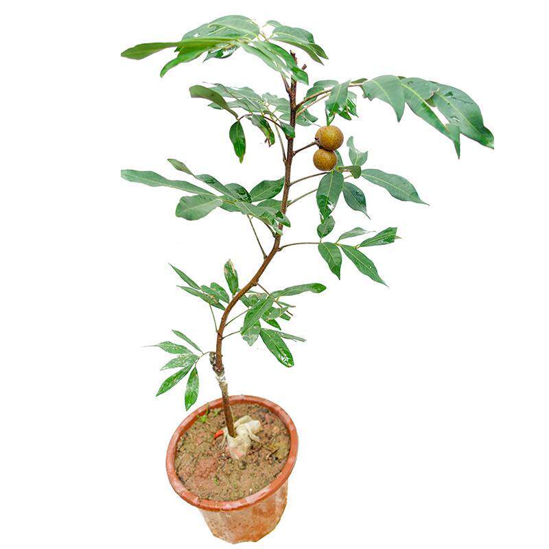 新品种果苗 四季龙眼苗 带土带叶嫁接南方果树苗石硖盆栽庭院种植