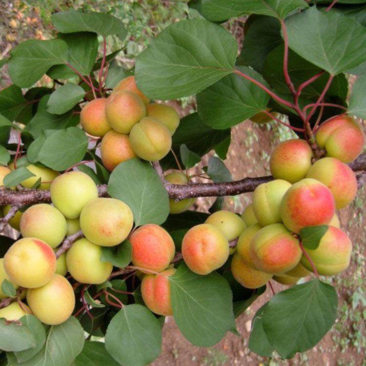 河北大香白杏子树苗真核大香白杏树苗嫁接早熟特大杏子苗当年结果