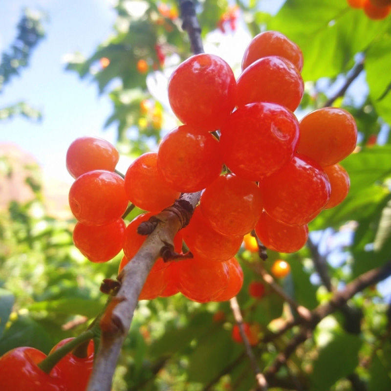 四川攀枝花早熟红蜜樱桃苗产量高嫁接樱桃树苗全国均可种植丰产型