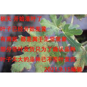 无花果树苗盆栽果树苗波姬红日本紫果巴劳耐格莱斯紫色波尔多BNR