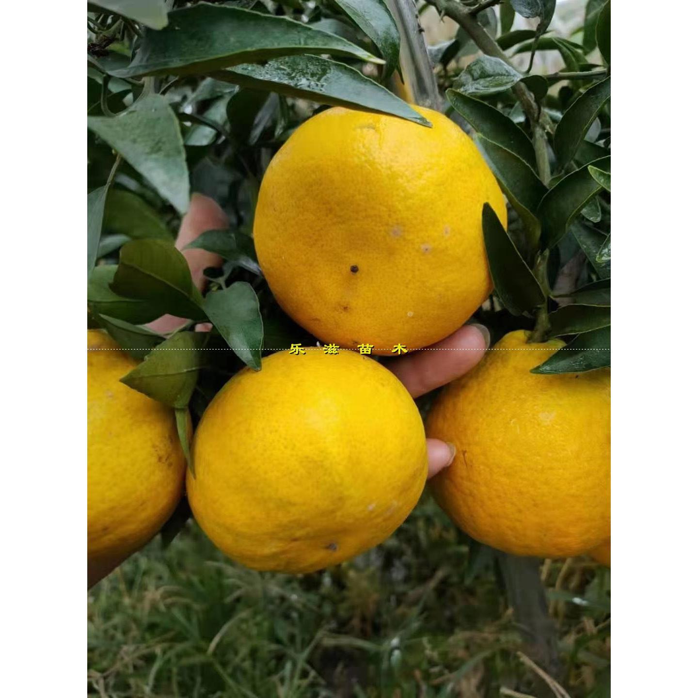 阳光一号橘柚苗新品种苞茅橘柚485-28【试种品种】湖南果苗直销