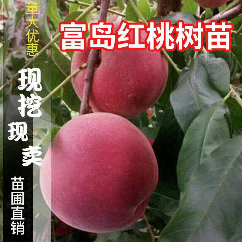 批 发桃树苗新品种中晚熟桃 富岛红桃树苗嫁接果树苗南方北方种植