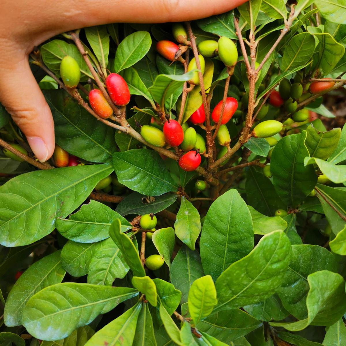 神秘果四季开花结果变味果苗酸变甜带花果广东果树苗包邮