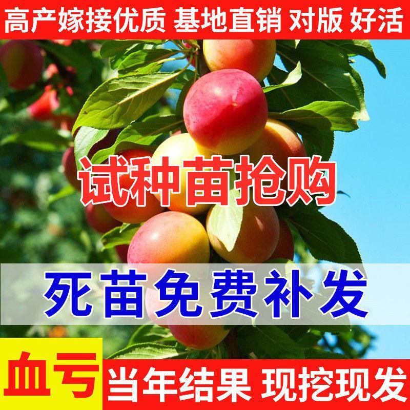 三华李嫁接李子树苗蜂糖李子苗西梅当年结果盆栽庭院特大果树果苗