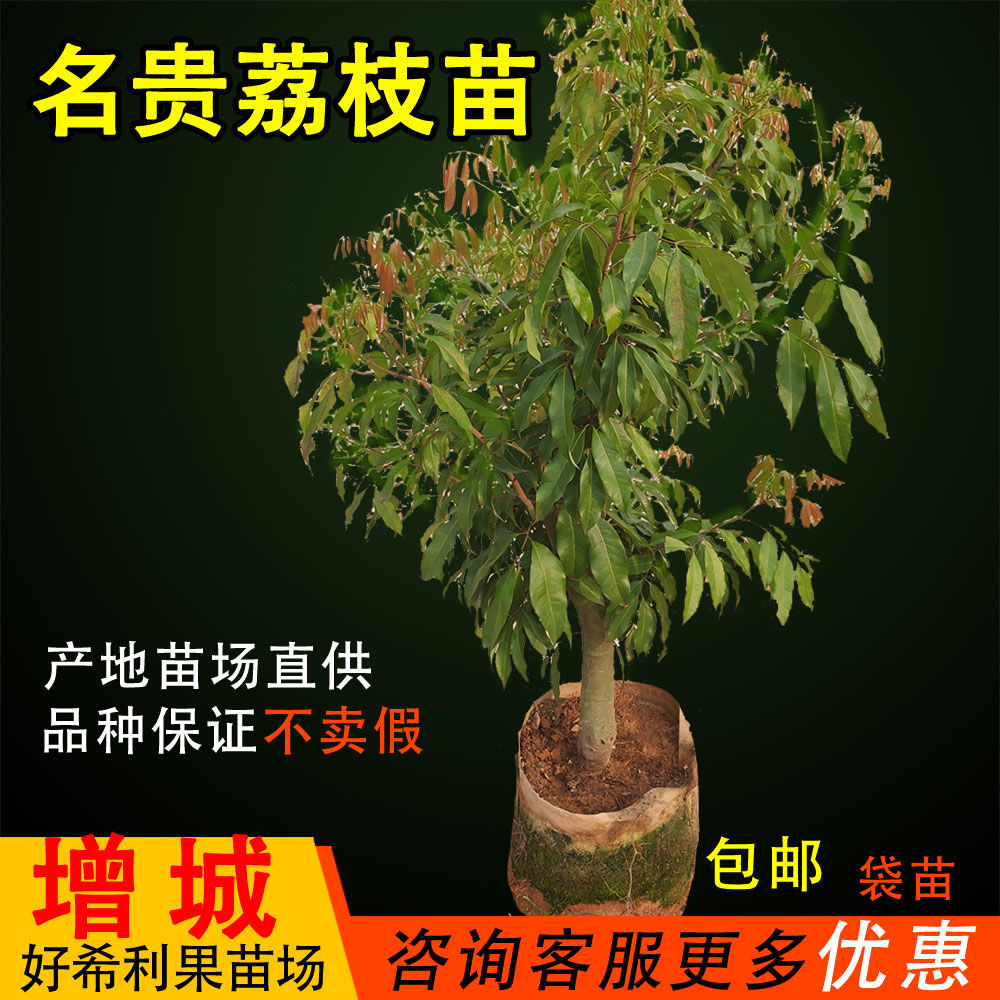 荔枝苗名贵果苗冰荔观音绿佛绿玲珑岭丰糯井岗红御金球带土带叶