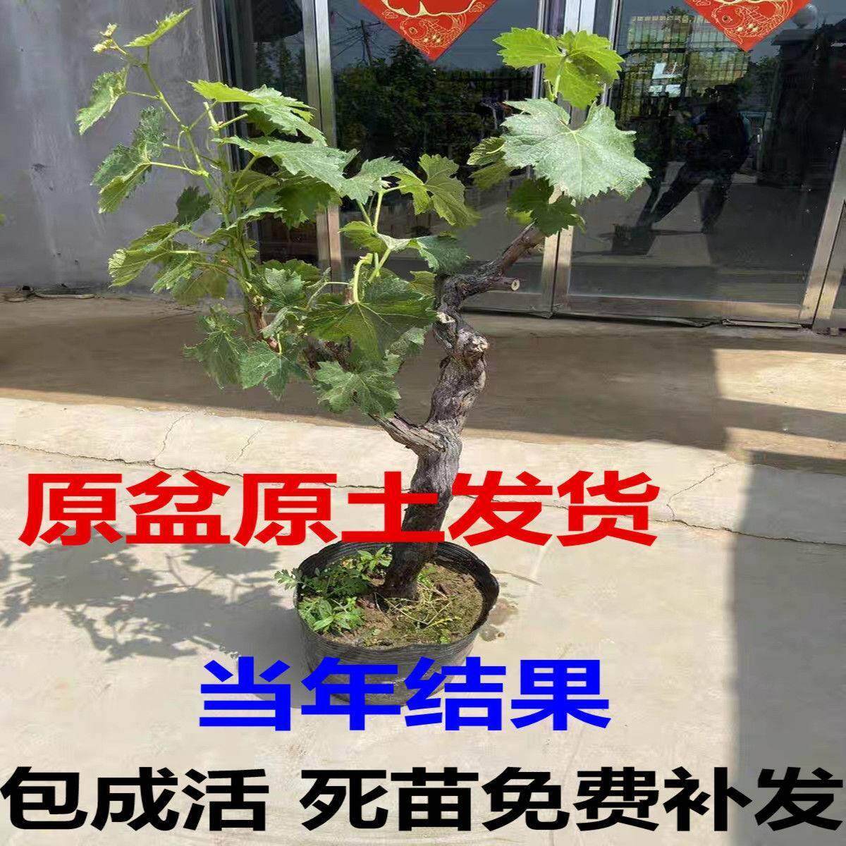 巨峰葡萄苗大蓝宝石葡萄树苖果树果苗南北方种植爬藤盆栽当年结果