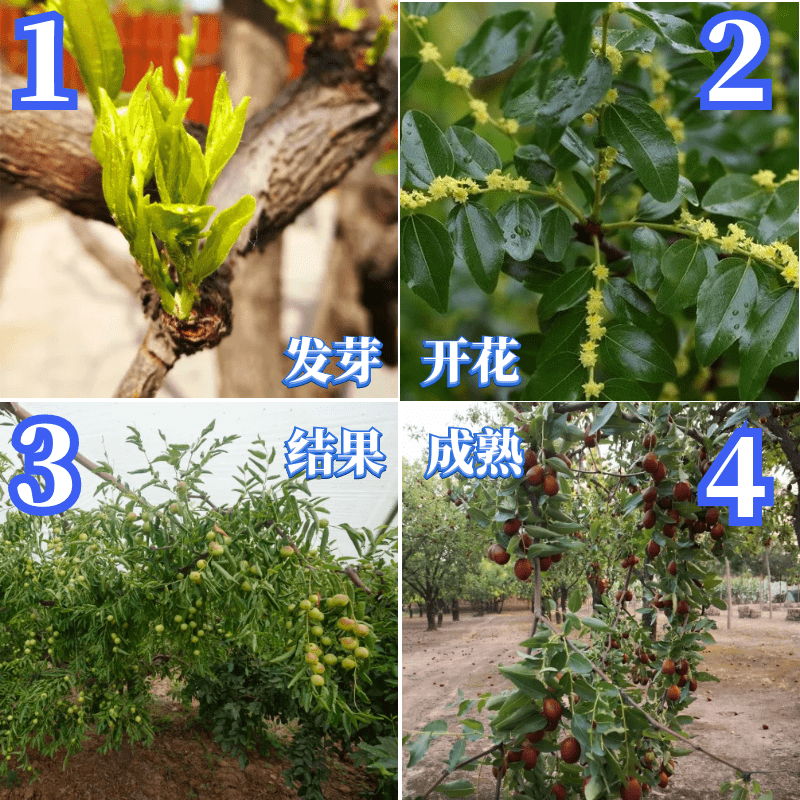 枣树活苗当年结果特大嫁接冬枣树苗盆栽枣树南方北方种植果树果苗
