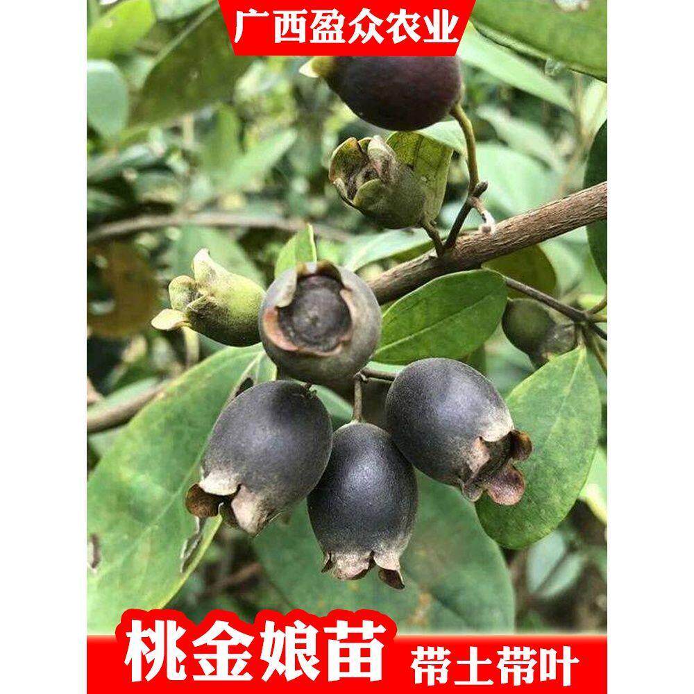 捻子树苗果树捻子果苗山捻子苗乌稔桃金娘山花烂漫果苗盆栽地栽