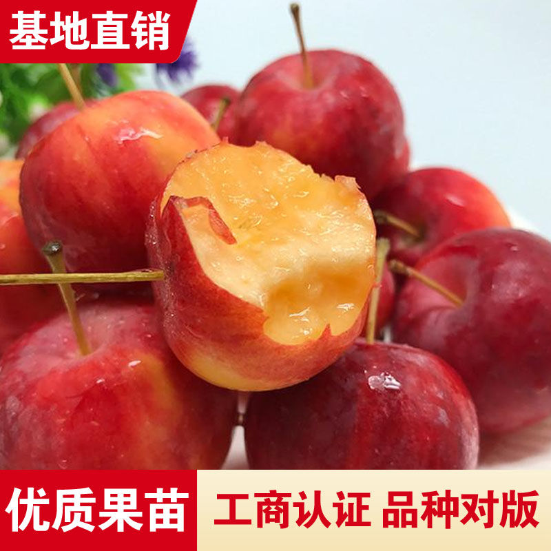 东北见描述包邮实拍树小花红糖心沙果苗树苗盆栽地栽南北方种植