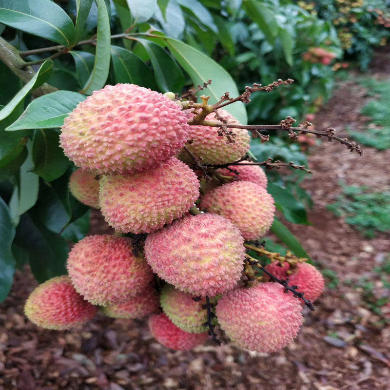 包邮鸡嘴荔枝嫁接苗挂果大苗常绿庭院种植带叶土广西优良品种