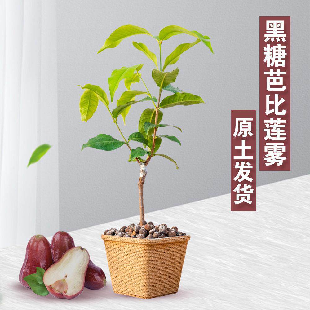 莲雾树苗黑糖芭比嫁接绿植盆栽地栽果树苗阳台庭院种植当年结果