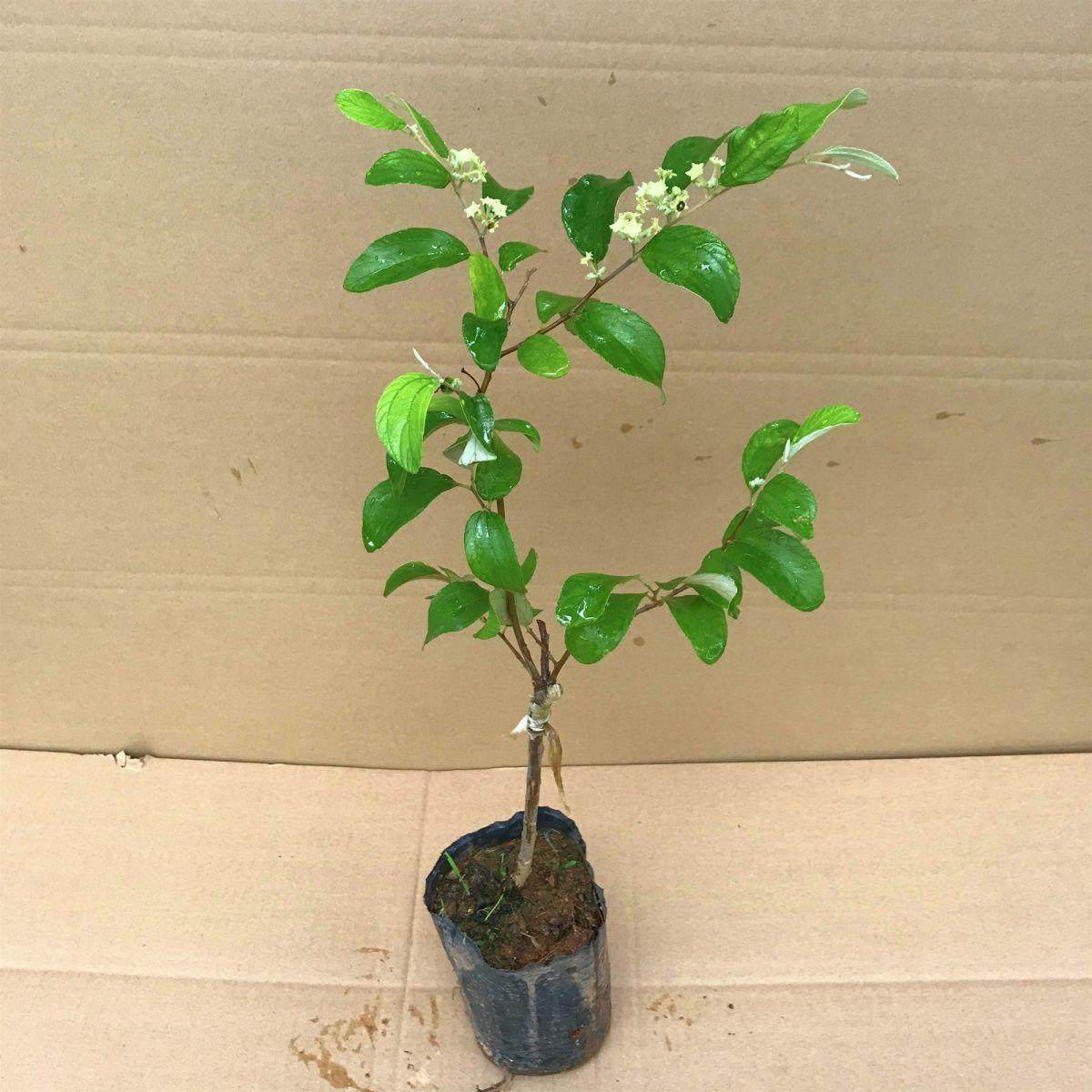 台湾大青枣树苗嫁接蜜丝枣牛奶枣枣子苗四季南方种植当年结果带土