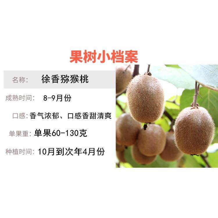 果树苖徐香奇异果 红阳红心猕猴桃公树 猕猴桃授粉树 雄树