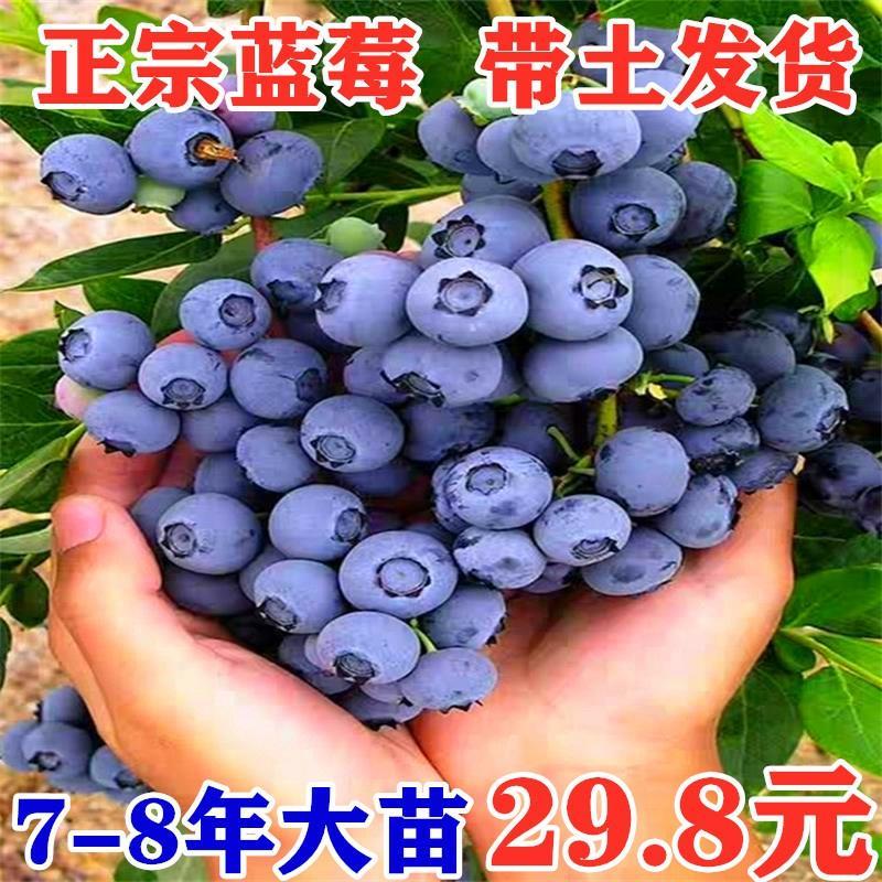 蓝莓树果苗盆栽地载阳台种植特大甜蜜蜜蓝莓果苗当年结果带土果树