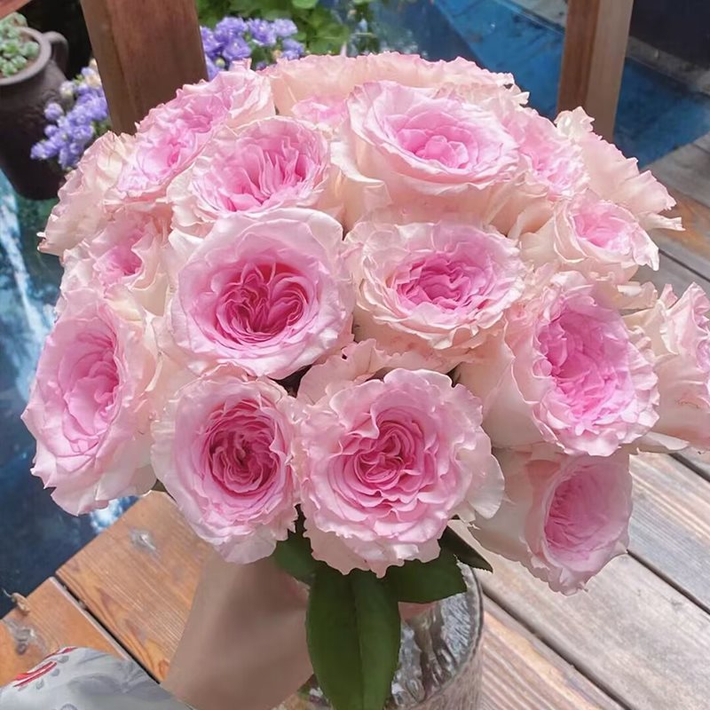 弗洛伊德玫瑰鲜花花束卡布奇诺曼塔云南基地直发水养瓶插影星