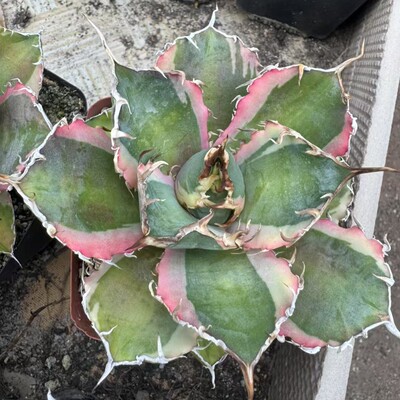 白鲸白覆轮锦Agave titanota 'Beluga whale'Variegated龙舌兰
