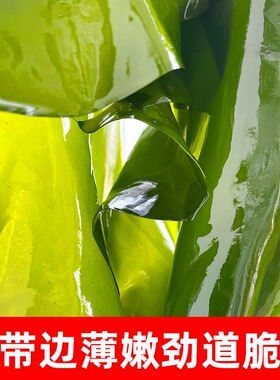 新鲜盐渍海带边整箱商用海带绿边3斤非干货海带片超薄皮嫩海带